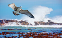 A Seagull Flying Among Strong Sea Waves - Diaz Point, Namibia