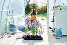 Young Woman Gardener Working With Tomatos In Greenhouse