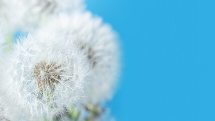 Wall Mural - Macro nature. dandelion at sky background. Freedom to Wish. Dandelion silhouette fluffy flower. Seed macro closeup. Soft focus. Goodbye Summer. Hope and dreaming concept. Fragility. Springtime.