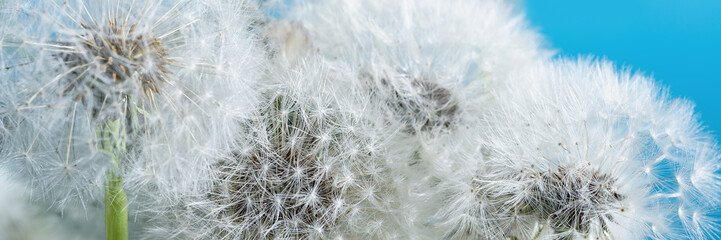 Wall Mural - Macro nature. dandelion at sky background. Freedom to Wish. Dandelion silhouette fluffy flower. Seed macro closeup. Soft focus. Goodbye Summer. Hope and dreaming concept. Fragility. Springtime.