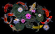 Koi fish and lotus flowers and leaves