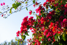 Vibrant Colorful Beautiful Bougainvillea Pink Red Flowers In The Park As Natural Floral Background. Colorful Nature And Green Grass