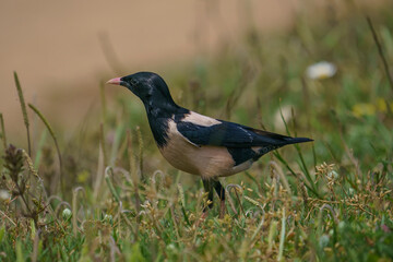 Wall Mural - Rosy Starling (Pastor roseus) perched on grass