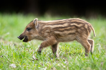 wild boar piglet walking in the spring forest