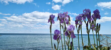 Beautiful Blue And Purple Iris Flowers On Green Stems In The Shade Against The Background Of The Sea And Blue Sky With White Clouds