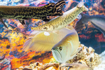 Arowana fish and armored pike swim in the aquarium