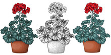 Vector Illustration Of Potted Geranium Flower In 3 Styles. Colored With Outline, Engraving, Color Engraving