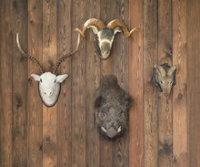 Deer Head And Boar Head On Old Wooden Wall