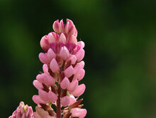 Pink Lupin
 Flower
