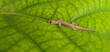 A small lizard lying on a green leaf. Asian or Common House Gecko Hemidactylus frenatus lies are reptiles that live in human homes. scientific name Hemidactylus
