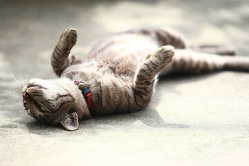 Wall Mural - Lovely gray cat sitting at outdoor