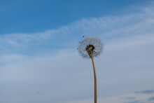 A Dandelion That Has Ripened After Flowering Against A Bright Blue Sunny Sky. Flora, Medicinal Plants