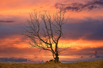 Wall Mural - alone dead tree