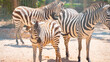 zebra mom and baby zebra close up in nature