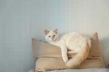 The White Cat Lies On A Gray Blanket. The Rays Of The Sun Fall On The Cat. Cat Bathes In The Sun