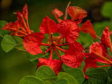 A Red "Bauhinia Galpinii" Flower With A Green Background.