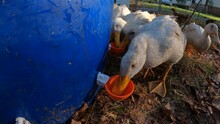 Close Up Of White Young Ducks Drinking Water From Dispenser Made Of Barrel