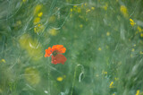 Fototapeta Kwiaty - Wiesenblumen hinter Gras