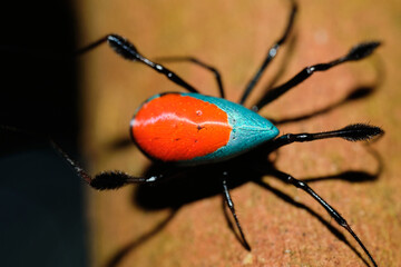 Wall Mural - red-and-blue opadometa leucauge sarawakensis