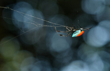 Wall Mural - red-and-blue opadometa leucauge sarawakensis