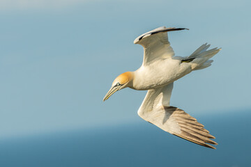 Wall Mural - Northern gannet (Morus bassanus) in flight over the water. Stunning British seabird portrait.