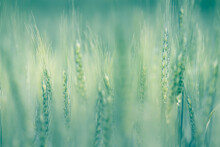 Natural Macro Artistic Background - Close-up Background Of Growing Wheat In The Field