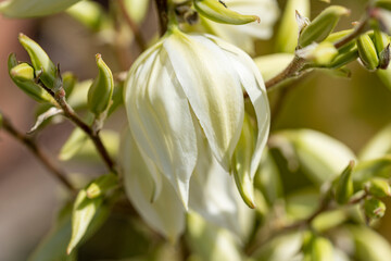 Canvas Print - fleur de yucca