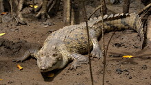American Crocodile (Crocodylus Acutus) On The Muddy Bank In A Mangrove Forest, In The Tamarindo Wildlife Refuge, Tamarindo, Costa Rica