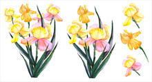 Yellow Irises Blooming Flowers Set Watercolor Illustration