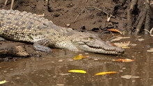 Close Up Of An American Crocodile (Crocodylus Acutus) In The Tamarindo Wildlife Refuge, Tamarindo, Costa Rica