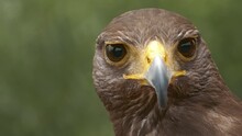 Kite Bird Close-up