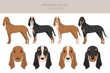 Apennine Hound Clipart. Different Poses, Coat Colors Set