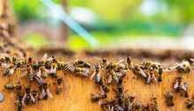 Close-up Of Honey Bees On The Edge Of An Open Wooden Beehive On A Sunny Day, Apitherapy.