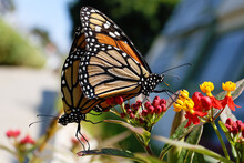 Monarch Butterflies Mating On Flower