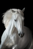 Fototapeta Konie - White horse portrait with long mane