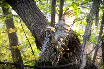 Hawk flying off a branch