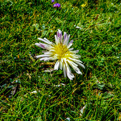 Wall Mural - Colorful Dahlia-like flower in Tibet
