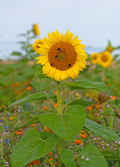 Sonnenblume, Helianthus annuus, auf einer Blumenwiese