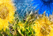 Sunflower Blooms And Wheat Field Detail In Artistic Floral Digital Collage. Beautiful Abstract Nature Background With Ornamental Flowers And Grain Ears In Unusual Yellow And Blue Surreal Illustration.