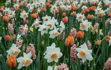 White Daffodils, Orange Tulips And Hyacinths In A Spring Meadow