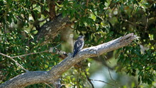 Juvenile Blue Jay (Cyanocitta Cristata) Perched In A Tree In Panama City, Florida, USA