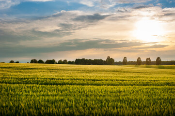 Wall Mural - Beautiful landscape at sunset green rye and trees on the horizon.