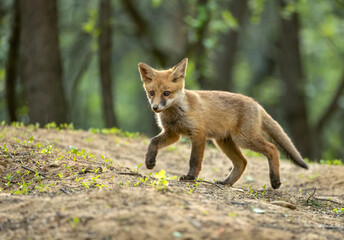 Sticker - Cute young red fox in the forest ( Vulpes vulpes )