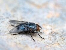 Close-up Macro Photo Of A Fly Sitting On A Stone