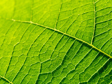 Bright Macro Photo Of Green Fresh Leaf