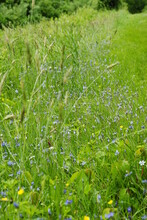 A Patch Of Blue-eyed Grass Flowers In Bloom Mid Springtime. Latin Name Sisyrinchium Augustifolium. 