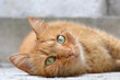 Orange tabby cat lying on the floor looking up with pinpoint pupils