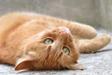 The Yellow Tabby Cat Is Lying On Its Back On The Floor Looking Toward The Camera