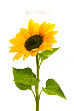 Sunflower Flowers Isolated On Transparent Background, Yellow Flower Isolated Photo Summer  Flowers, Png	