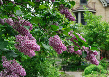 Lilacs With Multi-colored Flowers, Purple Centers With White Edges, Varietal Named Sensation